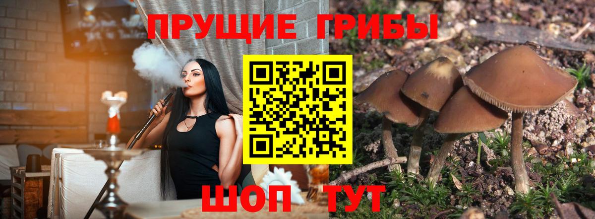 Псилоцибиновые грибы Cubensis Десногорск